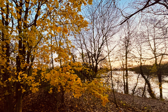 Herbstlicher Wald mit See im Hintergrund