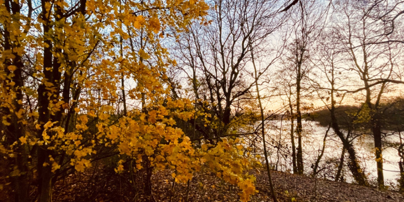 Herbstlicher Wald mit See im Hintergrund